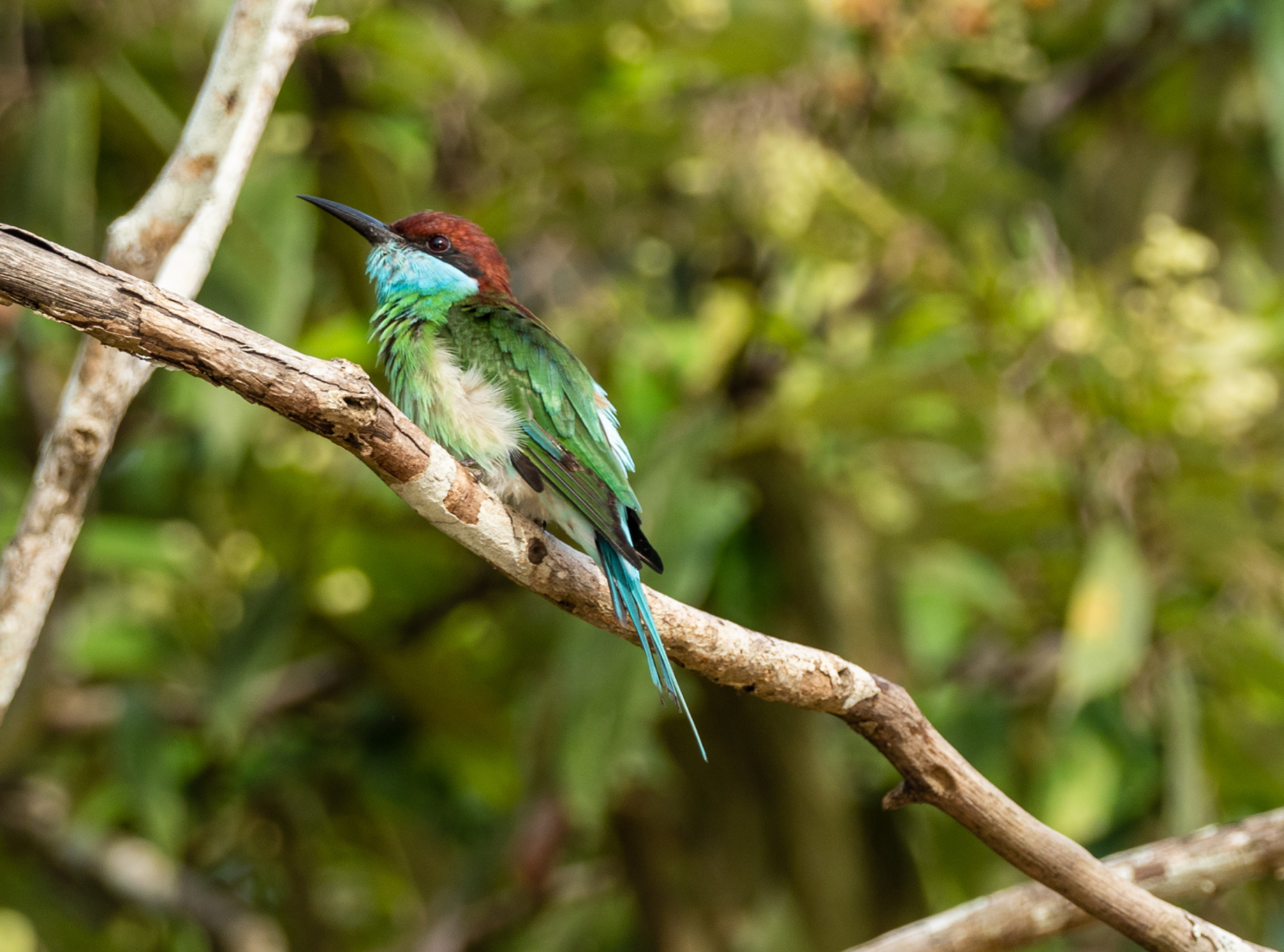 Blue eared Bee eater 2
